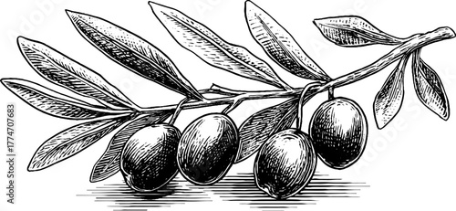 Vintage olive branch with fruits and leaves hand drawn engraving for retro design