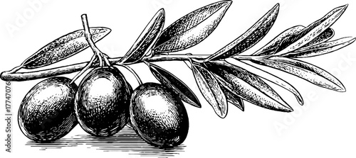 Vintage olive branch engraving with fruits and leaves - ideal for design and decor