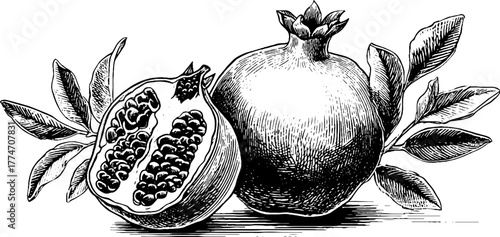 Vintage pomegranate engraving with leaves and half fruit detailed sketch