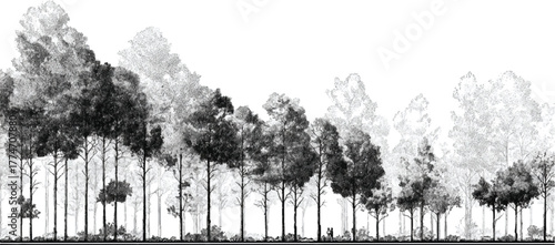 Dense forest canopy with varied tree heights and textures in grayscale trees nature