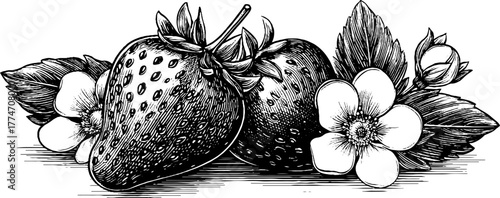 Vintage botanical sketch of ripe strawberries with leaves and blossoms for design