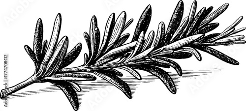 Vintage rosemary branch engraving design for botanical art and herbal studies