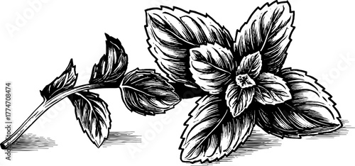 Vintage engraving of mint sprig with textured leaves for design and decoration