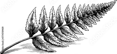 Delicate fern frond unfurling with curled tip for nature art and botanical design