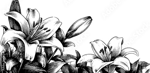 Vintage floral engraving of intertwined lilies and vines for retro design