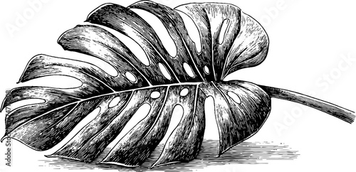 Detailed monstera leaf with natural holes and veins for botanical design