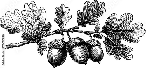 Vintage oak branch with acorns and textured leaves silhouette for nature design