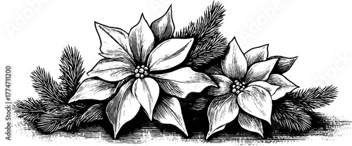 Ornamental christmas border with poinsettia flowers and pine sprigs for festive card design