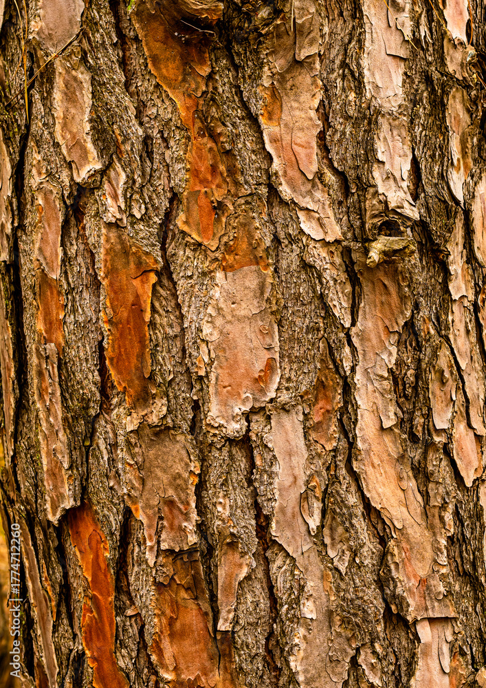 Obraz premium tree bark texture, moss,