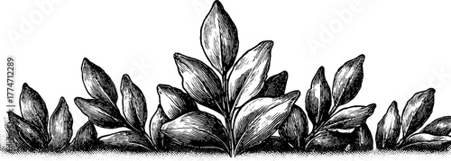 Ornamental repeating laurel leaf border for vintage design and decoration