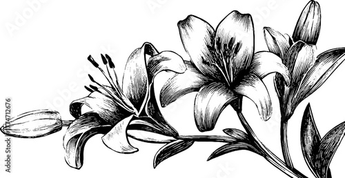 Ornate floral corner with lilies and curved stems for decorative design