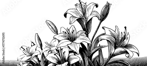 Vintage floral corner design with ornate lilies and curved stems for decorative projects