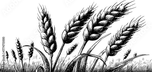 Vintage hand-drawn rectangular border with wheat stalks and barley heads for label design