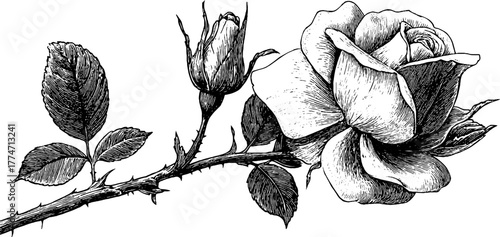 Elegant rose branch with blooming flower and buds - vintage botanical design for cards and posters