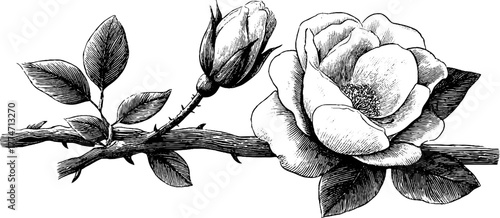 Elegant rose branch with blooming flower and bud for vintage floral design