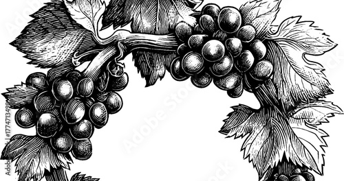 Vintage grapevine branches and leaves engraving for retro design