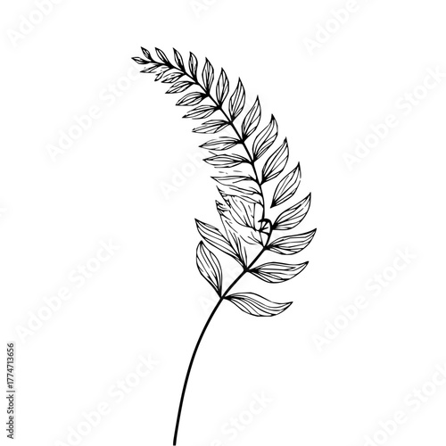 Illustration of a fern frond with detailed line work and a curved shape on a plain white background art