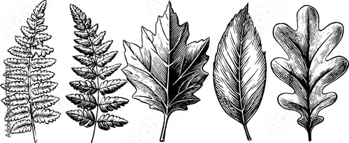 Botanical ornaments featuring fern ivy and oak leaves for design and decoration