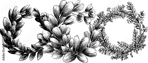 Botanical wreath collection featuring eucalyptus and fern leaves for design and decoration