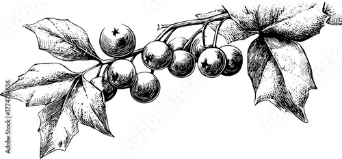 Vintage winter berry and frosted leaf corner ornaments for seasonal design