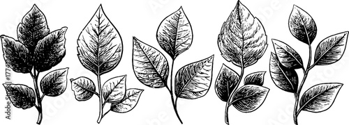 Decorative leaf dividers for retro design and vintage projects