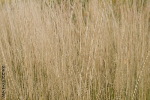 Plant list 2025 - Stipa tenuissima (Mexican Feather Grass)