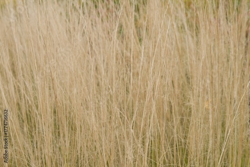 Plant list 2025 - Stipa tenuissima (Mexican Feather Grass)