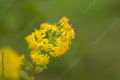 Plant list 2025 - Solidago buckleyi (Buckleys Goldenrod)