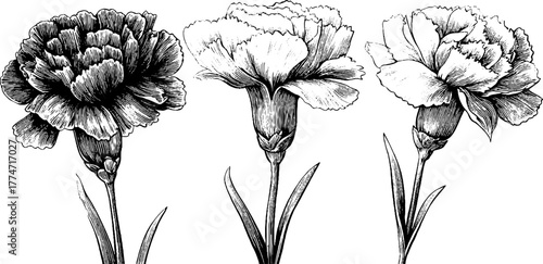 Elegant floral flourish with curved stems and blooming flower for design and decoration