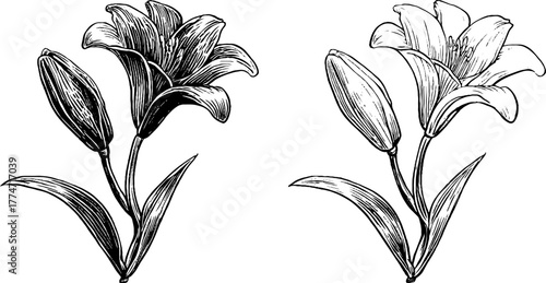 Elegant floral flourish with curved stems and blooming flower for design and decoration