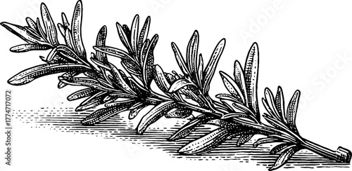 Vintage sketch of rosemary sprig with detailed needle-like leaves for botanical design