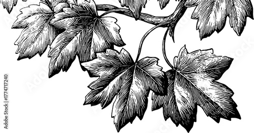 Vintage square frame design with intertwined vine leaves and soft curved corners for decorative use