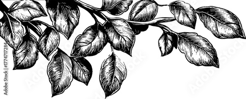 Summer themed vintage banner with curved vines and leaves design for decoration