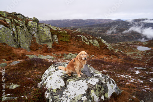 Schilderij op canvas "Autumnal Hike with Golden Retriever Princess Leia in Foggy Norefjell, Norway"