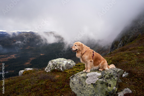 Foto Foggy Autumn Hike with Golden Retriever Princess Leia atop Norefjell, Norway -