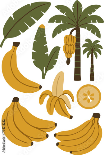 A set of fresh ripe tropical bananas and a pumpkin illustration, vector design for summer fruit harvest