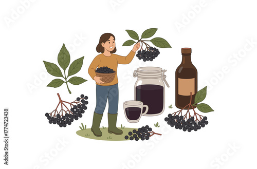 elderberry harvest and syrup making seasonal foraging and natural immunity flat vector illustration style isolated on white background