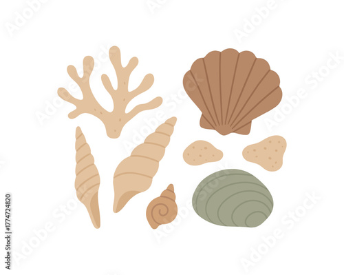 arranged shells and coral fragments soft organic composition no outline flat vector illustration style isolated on white background muted natural hues