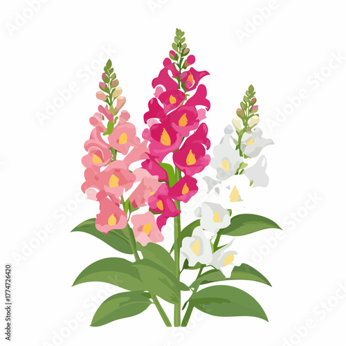 Vibrant snapdragon flowers in pink red and white against a white background