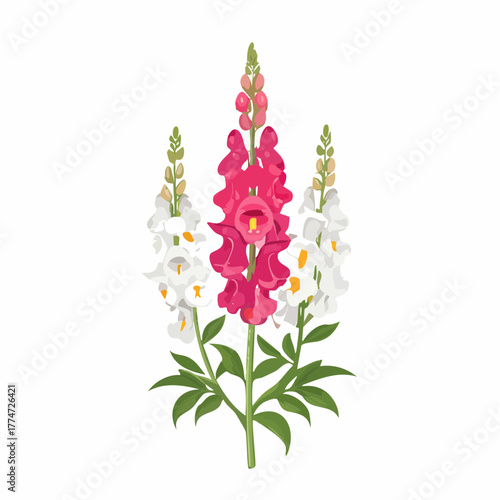 Vibrant snapdragon flowers vector illustration on white background isolated