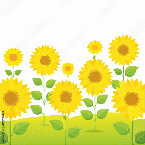 Vibrant sunflowers in bloom against a bright white background illustration