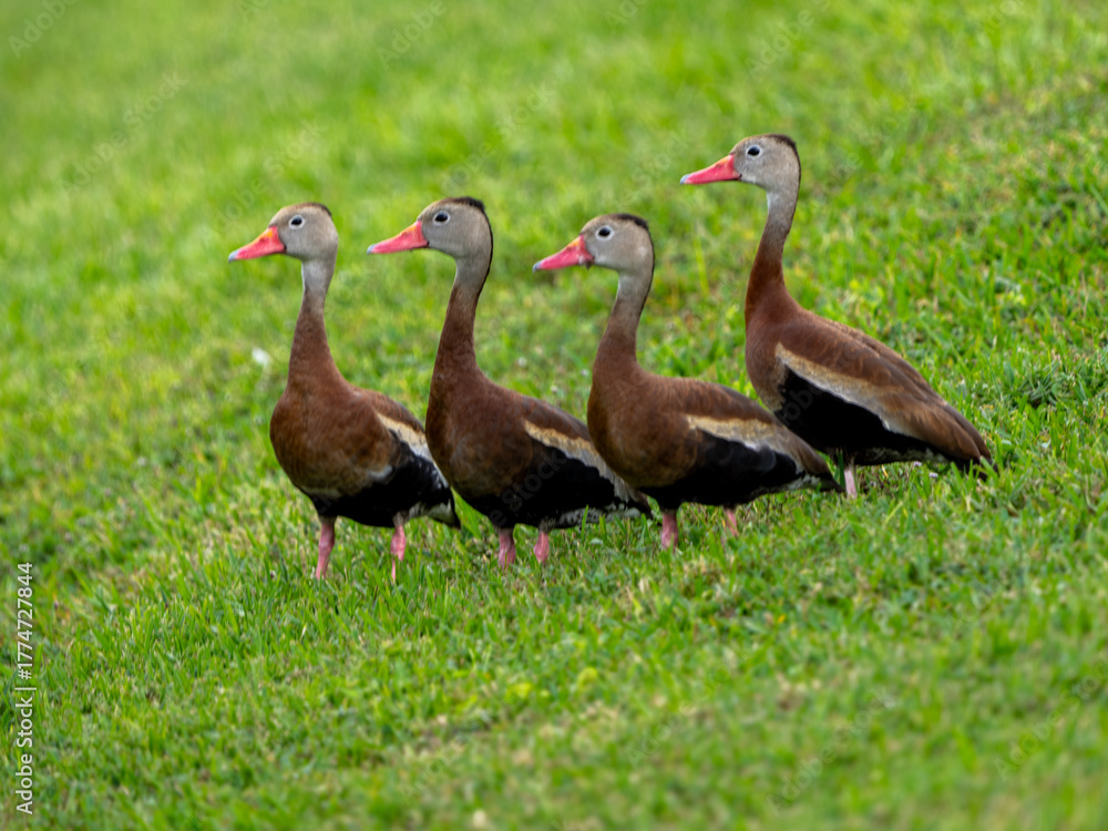 Obraz premium Wild Black-bellied Whistling Ducks walking to the pond
