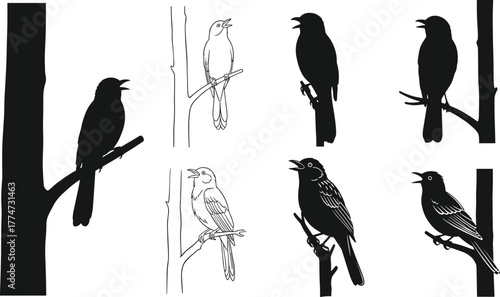 Bird illustration set, silhouette bird, line drawing bird, detailed bird sketch, perched birds, tree branch art, wildlife vector, nature design
