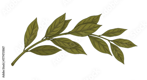 A detailed illustration of a green bay leaf branch with visible veins.