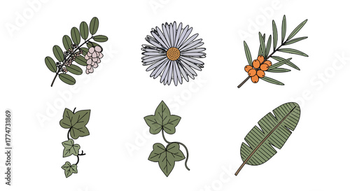 A colorful collection of handdrawn botanical illustrations featuring various flowers leaves berries and vines.