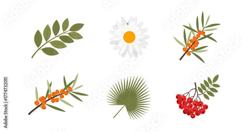 Botanical Vector Set Leaves Daisy Sea Buckthorn Palm Rowan.
