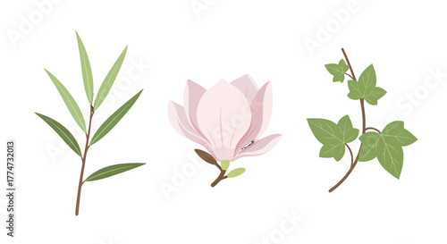 Botanical Illustration Willow Branch Magnolia Bloom and Ivy Vine.