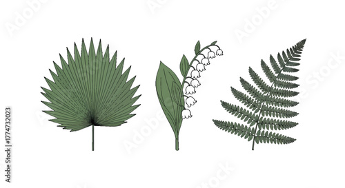 Botanical illustration set featuring a green fan palm leaf lily of the valley flowers and a detailed fern frond.