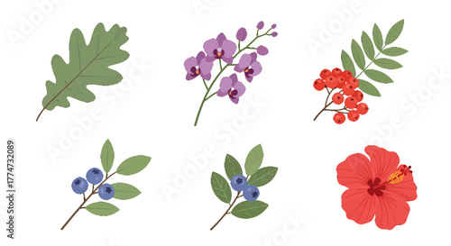 Collection of six diverse botanical illustrations featuring leaves and flowers.
