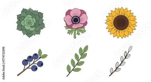 Colorful botanical illustrations set succulent anemone sunflower blueberry leafy and pussy willow branches.